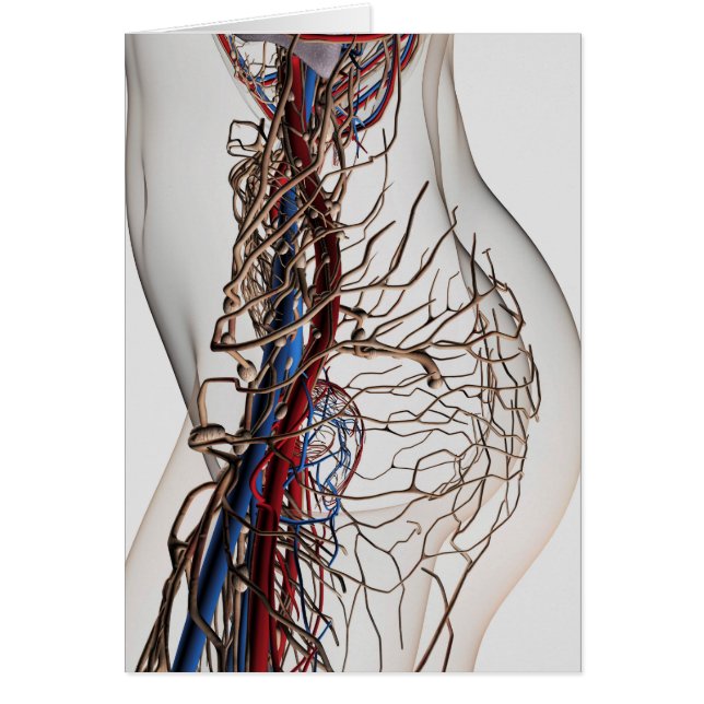 Illustration Médicale Des Artères 2 (Devant)
