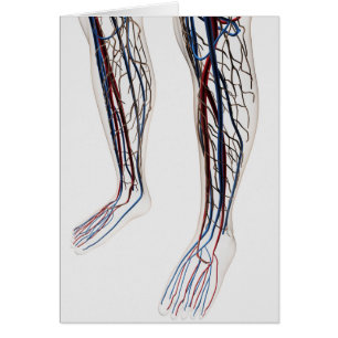 Illustration Médicale Des Artères 3