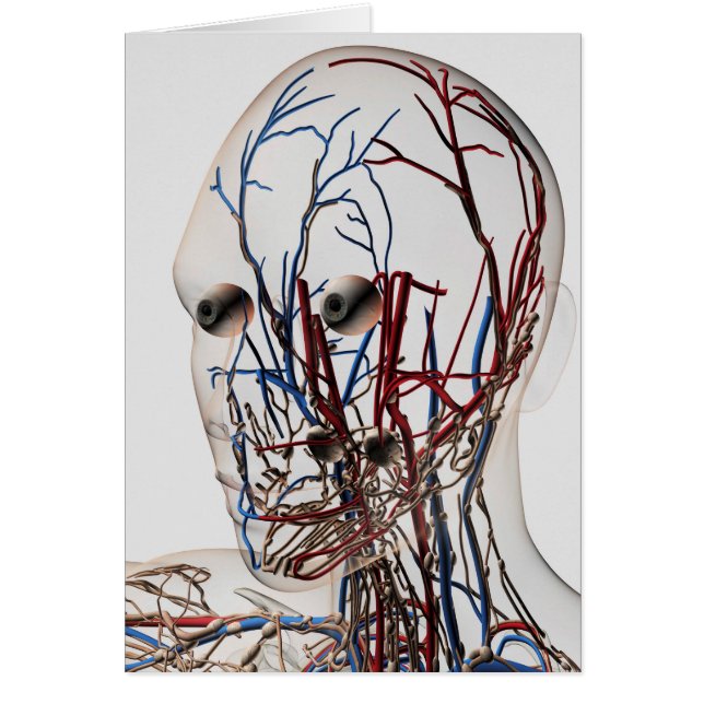 Illustration Médicale Des Artères De Tête 2 (Devant)