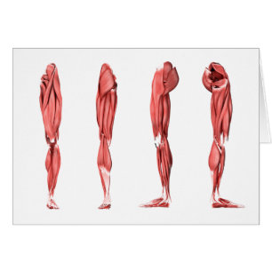 Illustration Médicale Des Muscles De Jambes Humain