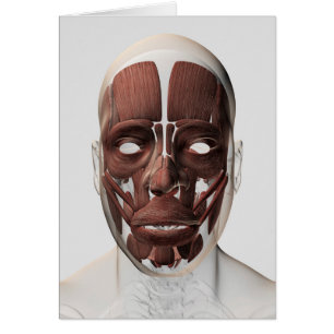 Illustration Médicale Des Muscles Faciaux Hommes