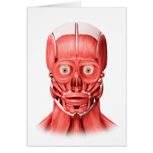 Illustration Médicale Des Muscles Faciaux Hommes 1