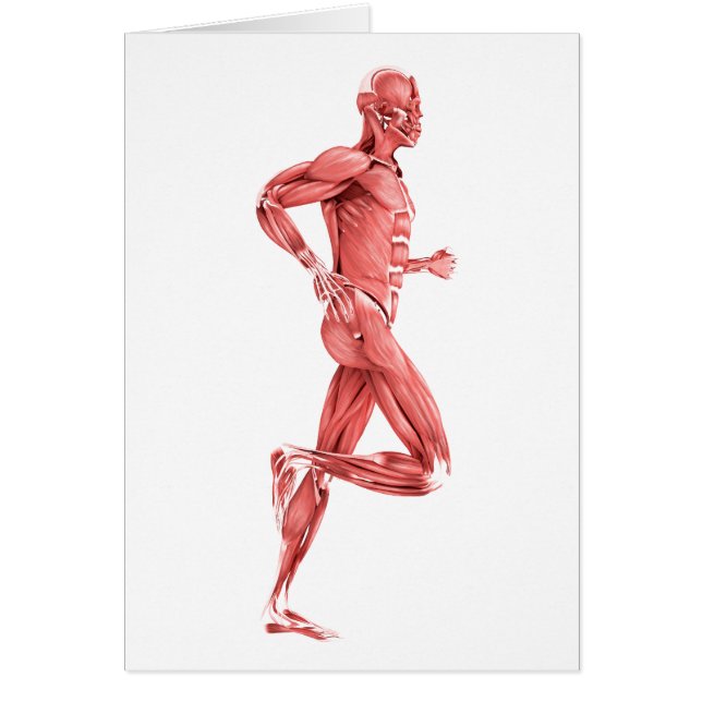 Illustration Médicale Des Muscles Hommes Courant 2 (Devant)