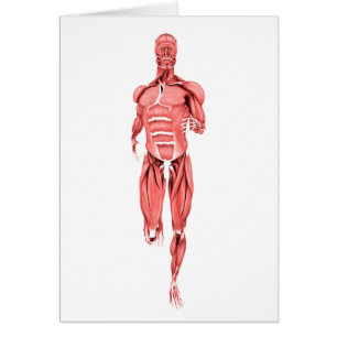 Illustration Médicale des muscles masculins