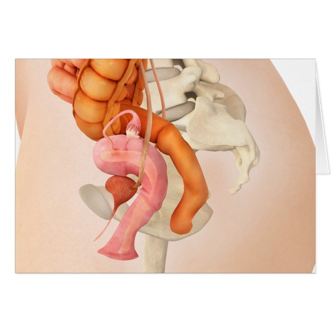 Illustration Médicale Des Organes Génitaux Féminin (Devant horizontal)