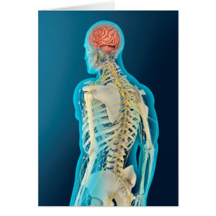 Illustration Médicale Du Cerveau Humain Et De La S