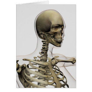 Illustration Médicale Du Crâne D'Une Femme