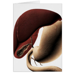 Illustration Médicale Du Foie Et De L'Estomac