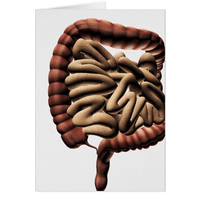 Illustration Médicale Du Gros Intérieur (Devant)