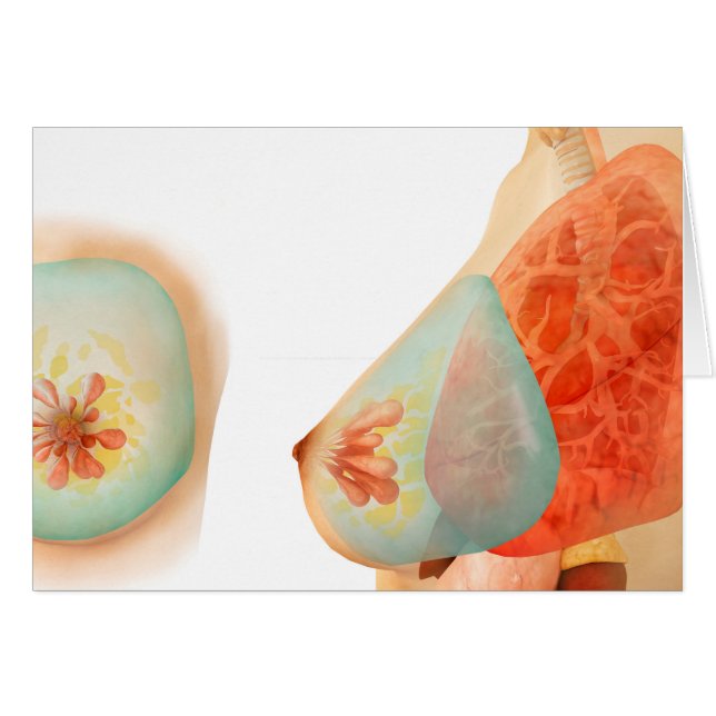 Illustration Médicale Du Sein Féminin (Devant horizontal)