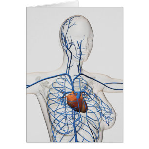 Illustration Médicale Du Système Circulatoire