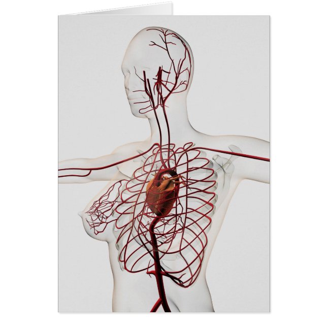 Illustration Médicale Du Système Circulatoire Fémi (Devant)