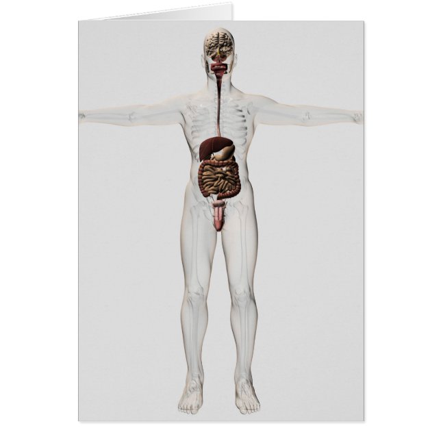 Illustration Médicale Du Système Digestif Homme (Devant)