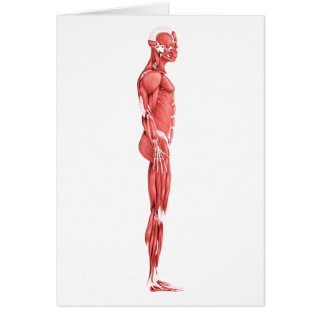 Illustration Médicale Du Système Musculaire Mascul (Devant)