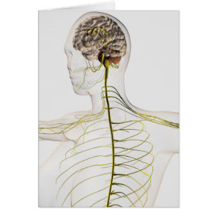 Illustration Médicale Du Système Nerveux Humain