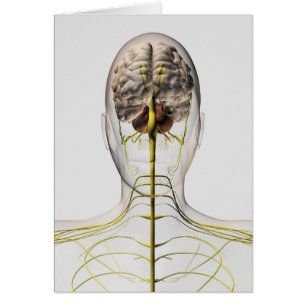 Illustration Médicale Du Système Nerveux Humain 2