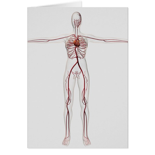 Illustration Médicale : Système circulatoire fémin (Devant)