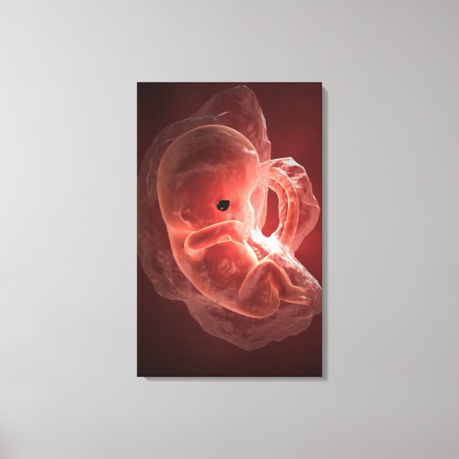Illustration of a developing embryo canvas print (Front)