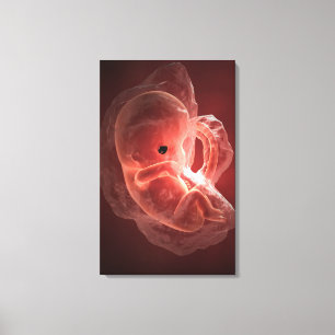 Illustration of a developing embryo canvas print