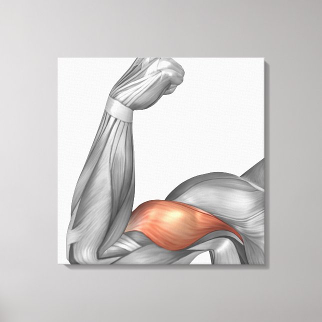 Illustration Of A Flexed Arm Showing Bicep Canvas Print (Front)