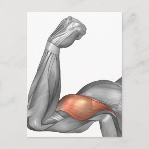 Illustration Of A Flexed Arm Showing Bicep Postcard