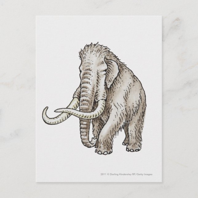 Illustration of a mammoth postcard (Front)