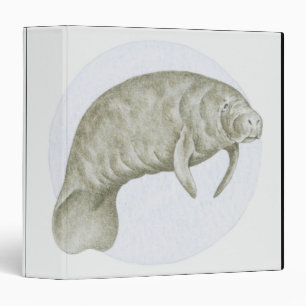 Illustration of a Manatee (Trichechus sp.) Binder