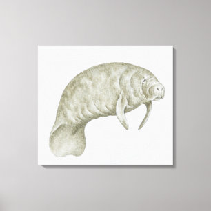 Illustration of a Manatee (Trichechus sp.) Canvas Print