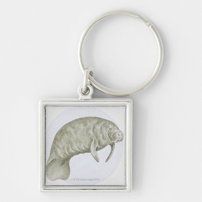 Illustration of a Manatee (Trichechus sp.) Keychain (Front)
