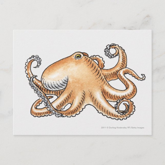 Illustration of an octopus postcard (Front)