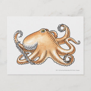 Illustration of an octopus postcard