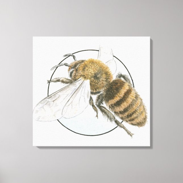 Illustration of European Honey Bee Canvas Print (Front)