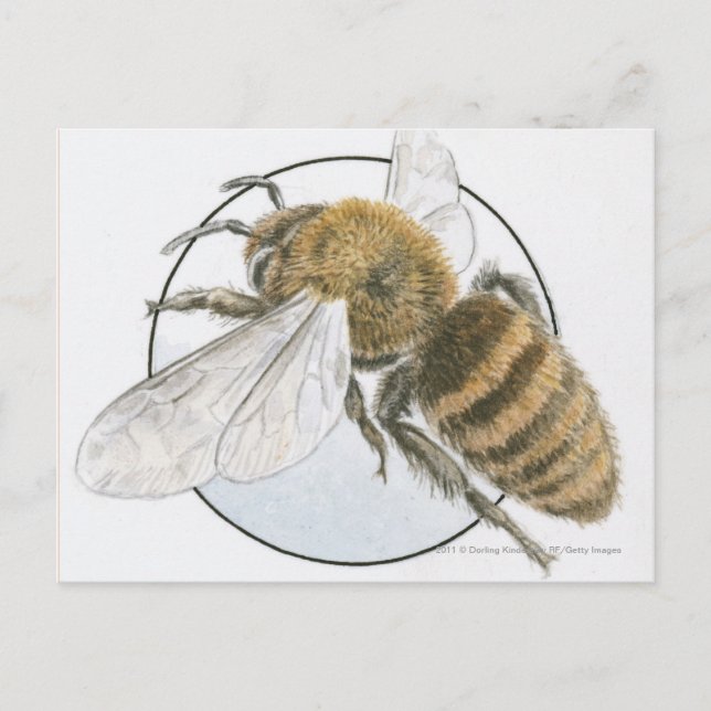 Illustration of European Honey Bee Postcard (Front)