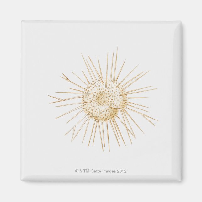 Illustration of foraminiferan shell magnet (Front)