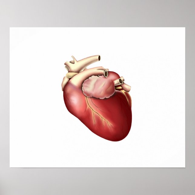Illustration Of Human Heart Poster (Front)