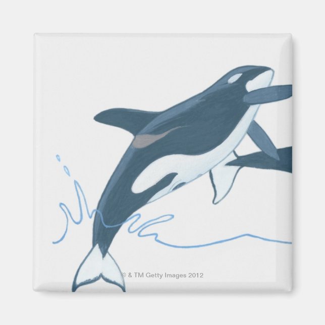 Illustration of Killer Whales (Orcinus orca) Magnet (Front)