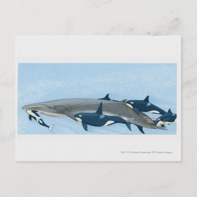 Illustration of Killer Whales working in a group Postcard (Front)