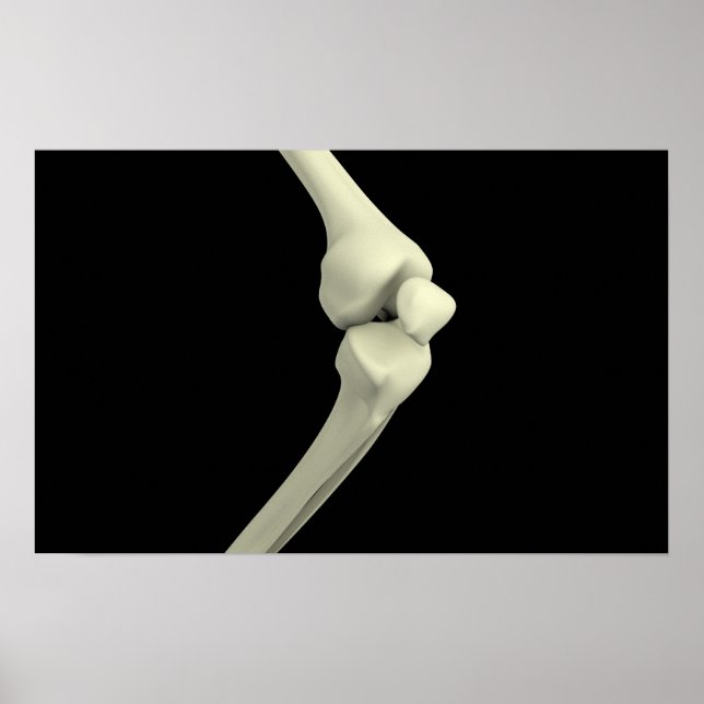Illustration Of Knee Bone, Bending Poster (Front)