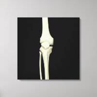 Illustration Of Knee Bone, Straight