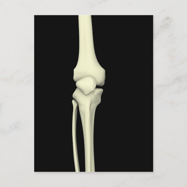 Illustration Of Knee Bone, Straight Postcard (Front)