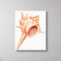 Illustration of Murex shell