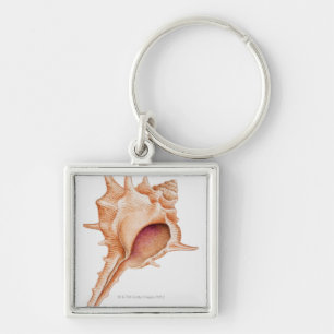 Illustration of Murex shell Keychain