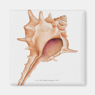 Illustration of Murex shell Magnet