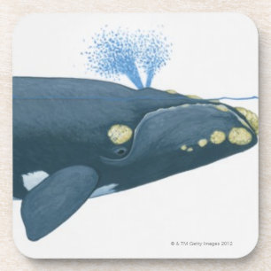 Illustration of North Pacific Right Whale Coaster