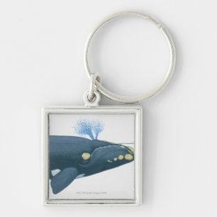 Illustration of North Pacific Right Whale Keychain