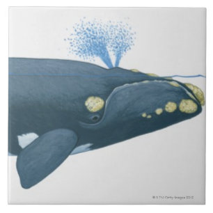 Illustration of North Pacific Right Whale Tile