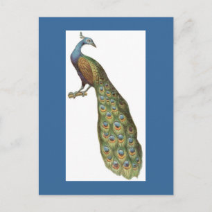 Illustration of peacock postcard