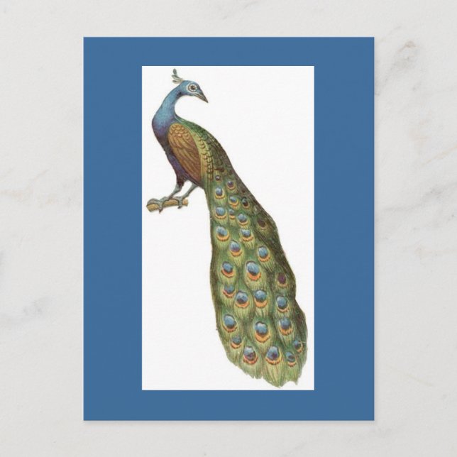 Illustration of peacock postcard (Front)