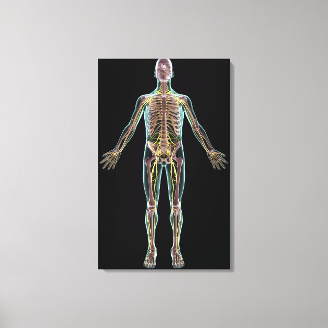 Illustration of the nervous system canvas print (Front)