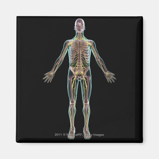 Illustration of the nervous system magnet (Front)